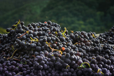 Close-up of grapes. a bunch of dark blue ripe grapes.