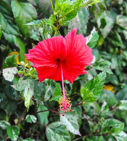 Close-up of red flowers