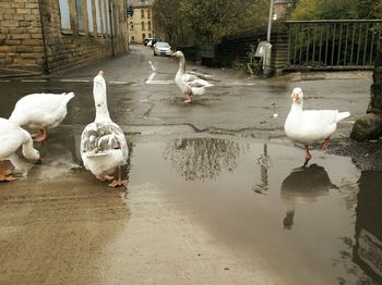 Swans on lake