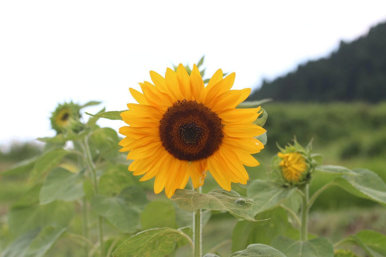 flower, yellow, freshness, sunflower, fragility, petal, flower head, growth, beauty in nature, blooming, plant, nature, pollen, close-up, field, focus on foreground, single flower, in bloom, leaf, stem