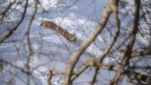 Close-up of bare tree branches during winter