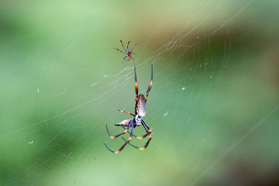 Close-up of spider on web