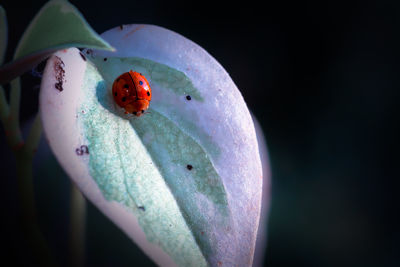 Close-up of ladybug on flower