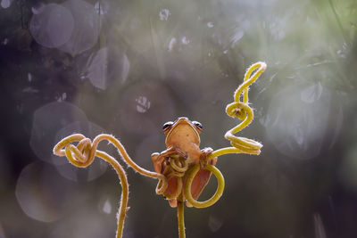 Tree frog on unique tendril