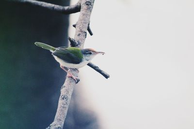 Close-up of bird perching outdoors