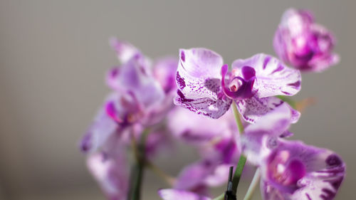 Purple orchids for interiors on focus and a warm and sunny light over them.