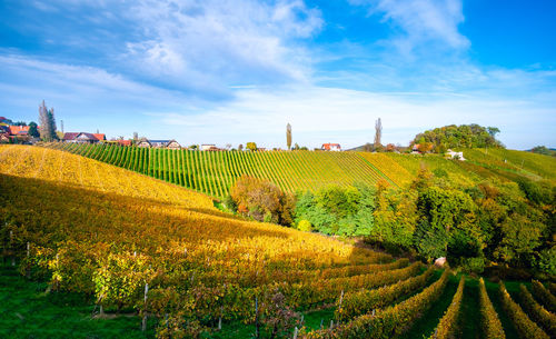 Scenic view of agricultural field against sky