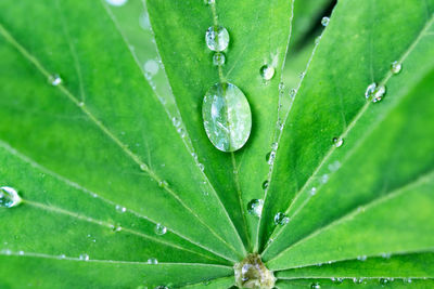 Close-up of raindrops on green leaves during rainy season