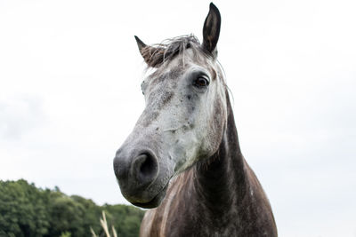 Close-up of a horse