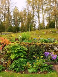 Flowers growing in forest