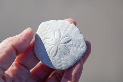 Close-up of cropped hand holding sand dollar