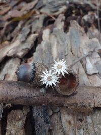 Close-up of white flower on wood