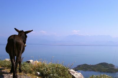 Scenic view of sea against clear sky