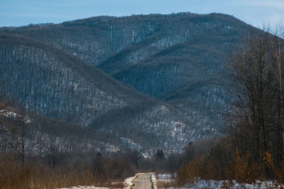 Close-up of tree against mountain