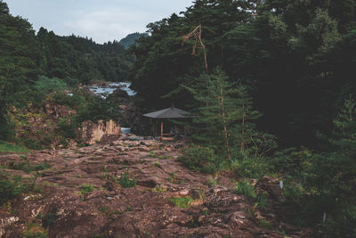 Trees in forest