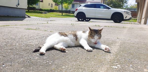 Cat sitting on street in city