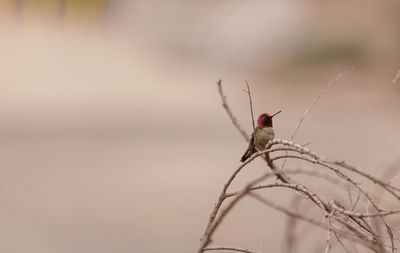 Annas hummingbird perching on dried plant