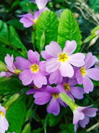 Close-up of purple flowers blooming outdoors