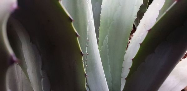 Full frame shot of succulent plant