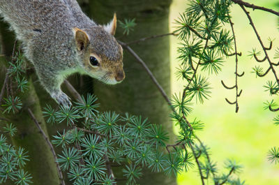 Close-up of squirrel in tree