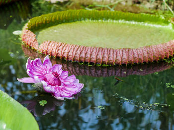 Close-up of pink water lily in lake
