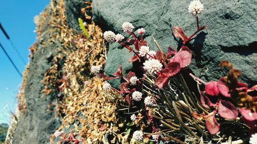 Close-up of flowers