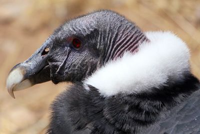 Close-up of vulture