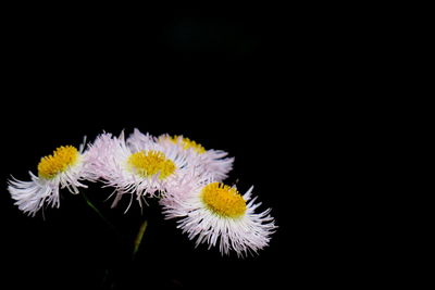 Close-up of white flower over black background