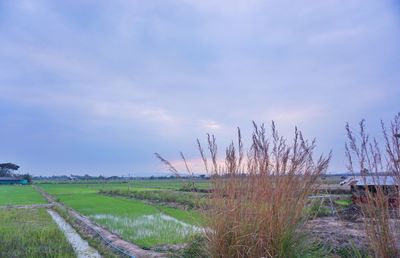 Scenic view of agricultural field against sky