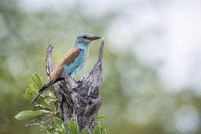 Close-up of bird perching on tree