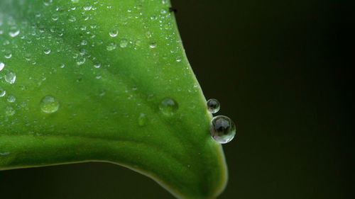 Close-up of raindrops on leaf