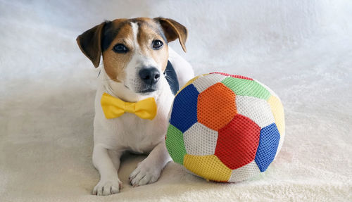 Portrait of puppy with colorful ball sitting on bed