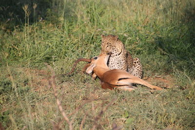 Leopard with prey in grass