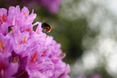 Close-up of bee pollinating on pink flower