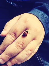 Close-up of ladybug on hand