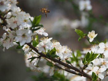 Close-up of bee pollinating on cherry blossom