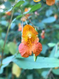 Close-up of flower blooming on tree