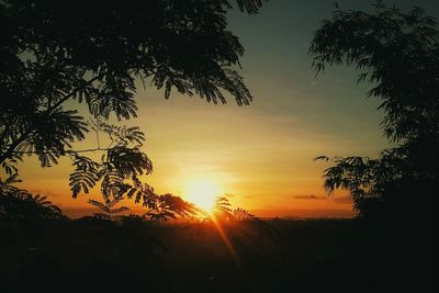 Trees against sky during sunset