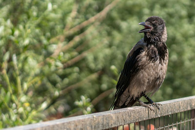 A crow with an open beak sitting on a metal fence.