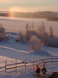 View of horses on snow covered field