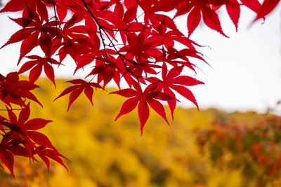 Red leaves in japan