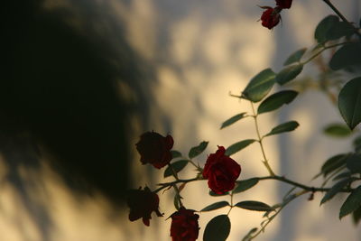 Close-up of red flowering plant