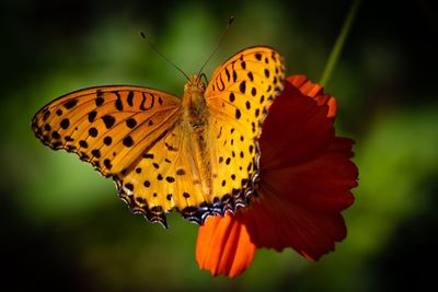 Close-up of organge butterfly pollinating on flower