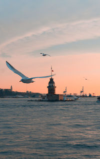 Seagull flying over sea against sky