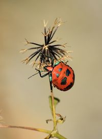 Close-up of ladybug on plant