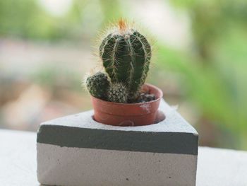 Close-up of succulent plant