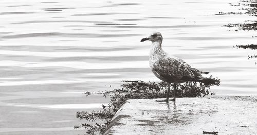 Seagull on a lake