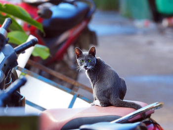 Close-up of cat sitting outdoors