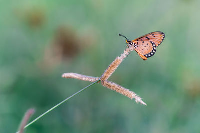 Close-up of butterfly flying