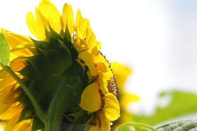 Close-up of yellow flowering plant